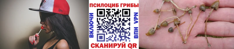 Галлюциногенные грибы GOLDEN TEACHER Луга